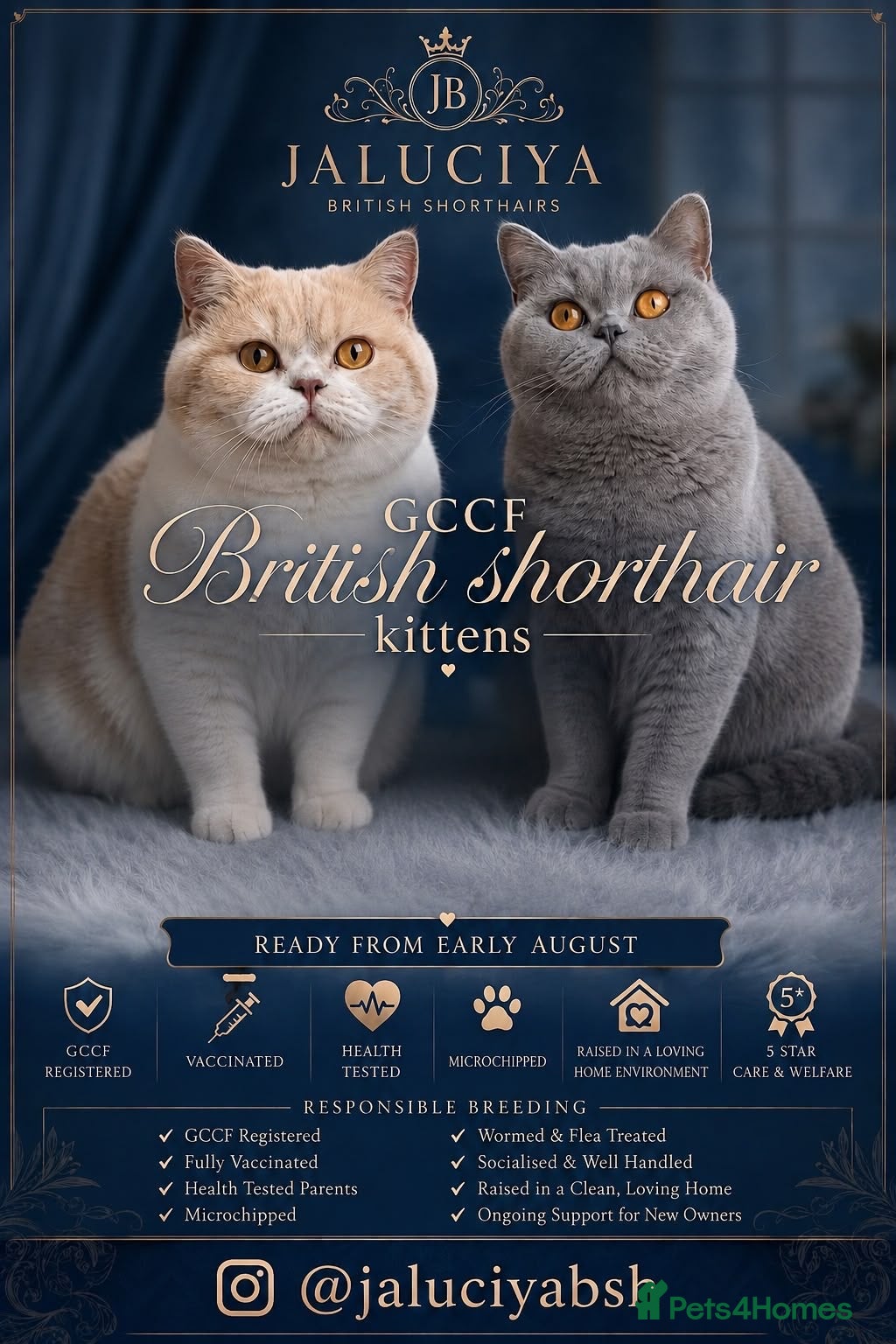 British Shorthair cats GCCF Lilac Bicolour British Shorthair Kittens - Advert 5