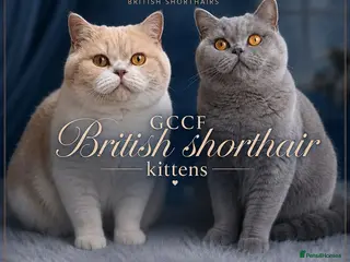 British Shorthair cats GCCF Lilac Bicolour British Shorthair Kittens - Advert 17