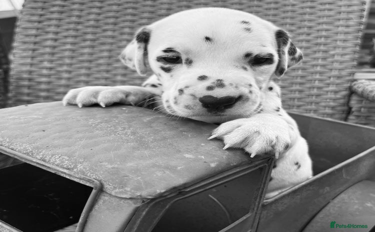 Dalmatian dogs - Advert 3