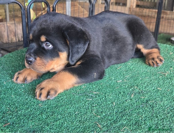 Rottweiler dogs - Advert 4