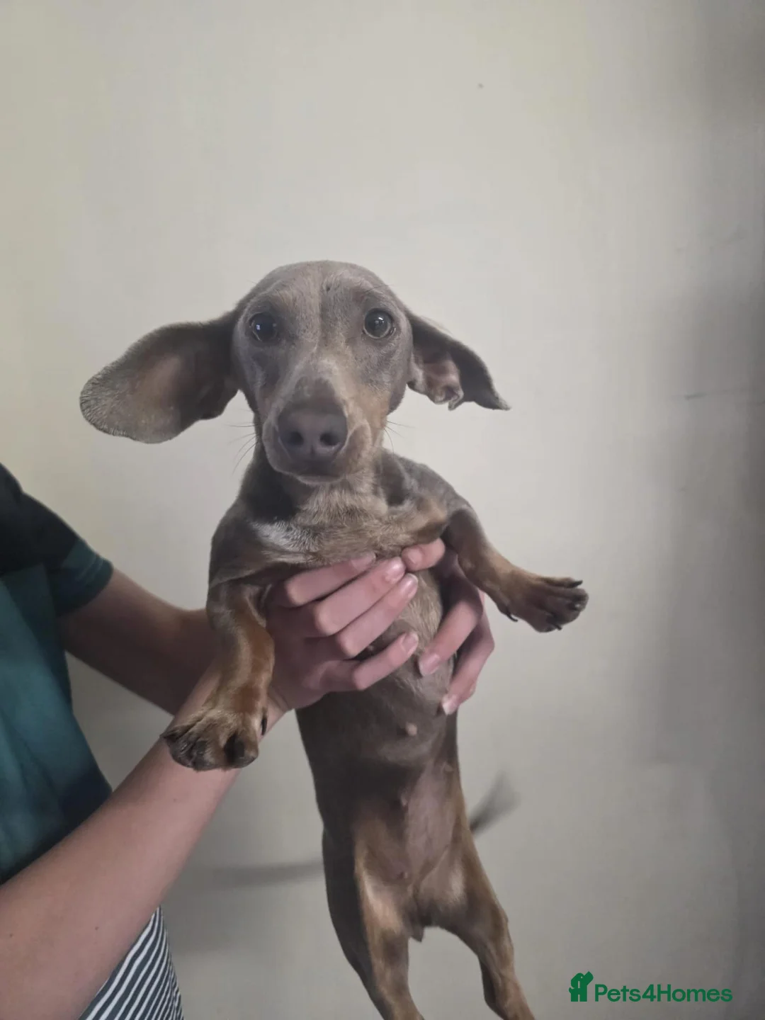 Miniature Dachshund dogs for sale: Female dachund forsale - Advert 2