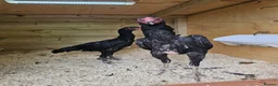 Chickens poultry for sale: O shamos pure japenese and belguims   - Advert 7