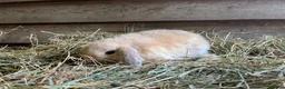 Mini Lop rabbits for sale: Gorgeous pure Mini lops  - Advert 8