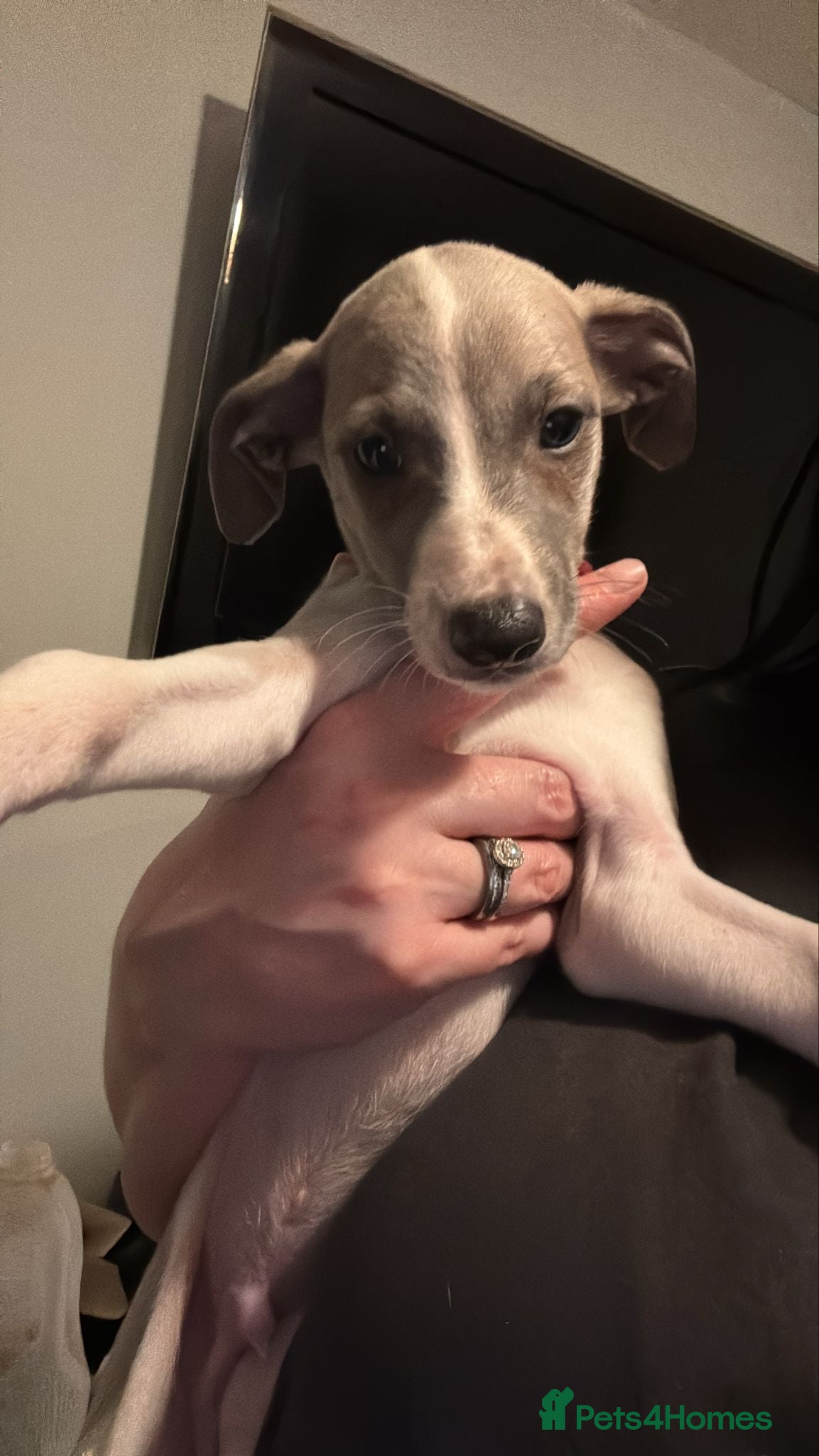 Whippet dogs 🌟 quality KC whippet boy back up for sale  🌟 - Advert 11