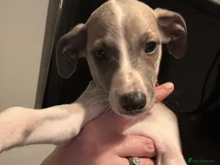 Whippet dogs 🌟 quality KC whippet boy back up for sale 🌟 - Advert 11