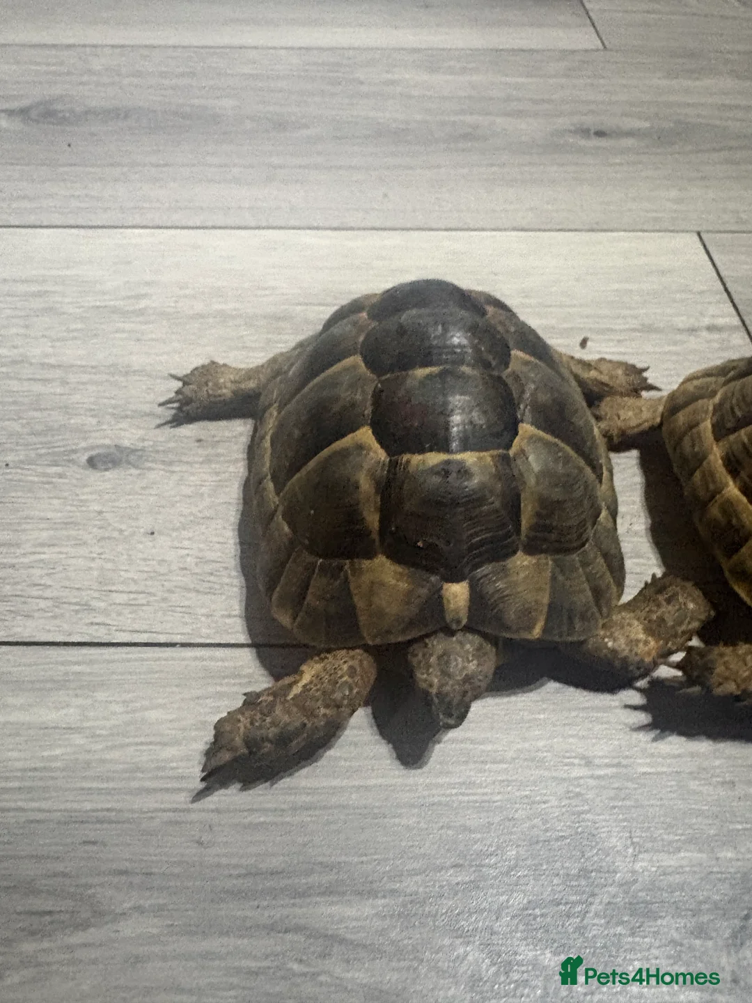 Tortoise reptiles for sale: greek spur-thighed tortoises - Advert 3