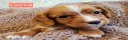 Cocker Spaniel dogs for sale: Beautiful litter of 7 Pedigree Cocker Spaniels in Doncaster - Advert 18