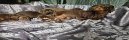 Miniature Dachshund dogs for sale: Miniature dachshund  - Advert 11