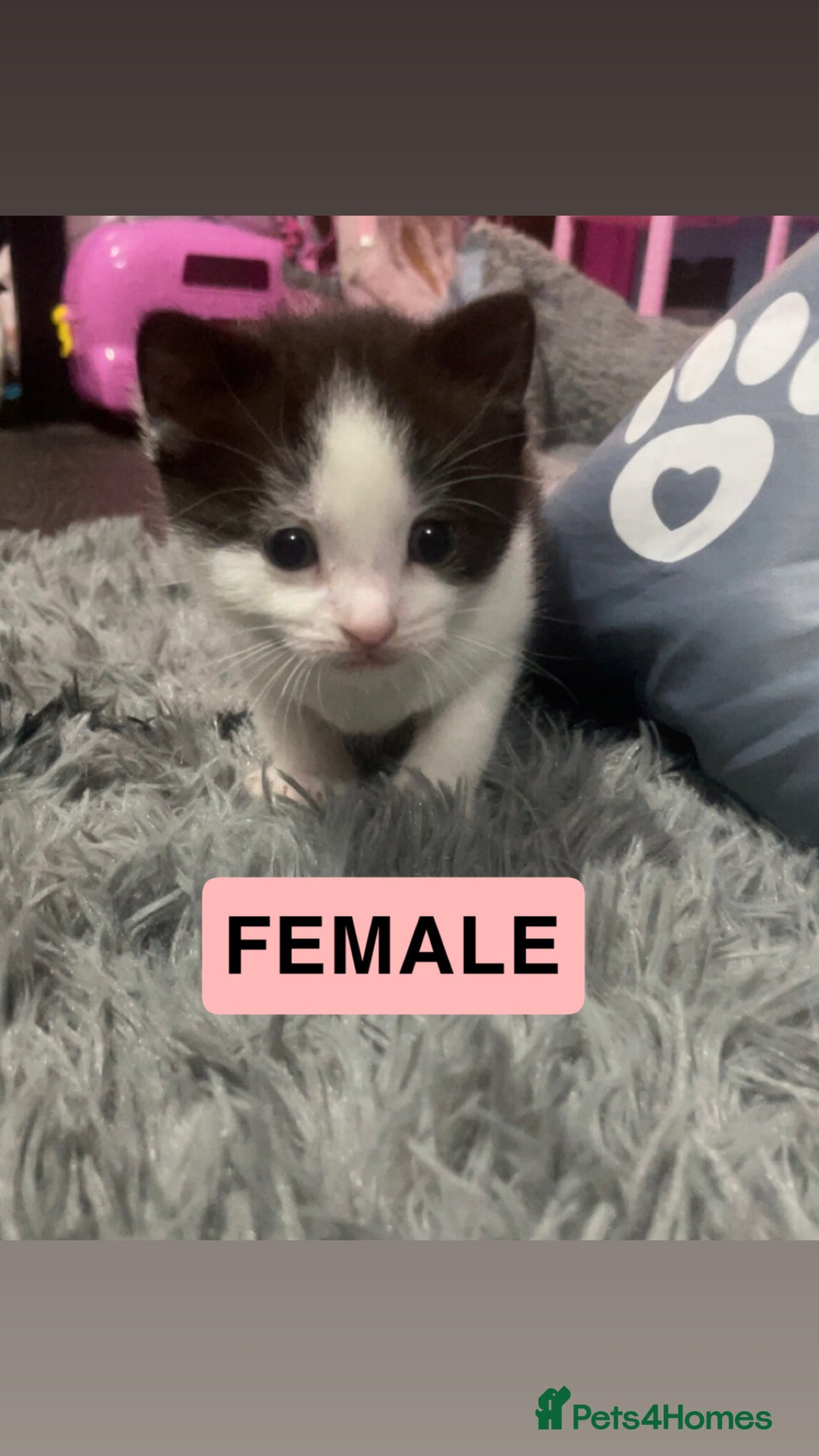 Mixed Breed cats for sale: 1/4 British Shorthair Kittens - Image 9