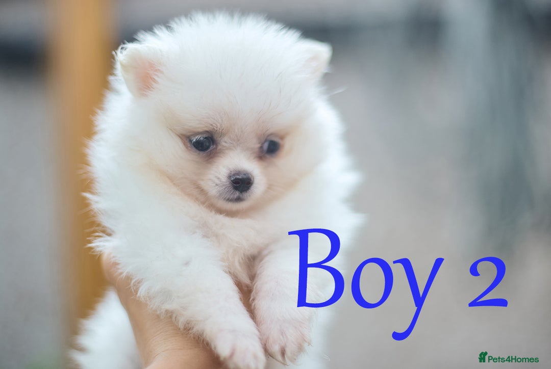 Pomeranian dogs for sale: KC Pomeranian puppies (Korean lines) - Image 12
