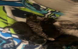 Maine Coon cats for sale: Maine coon cross  - Image 4