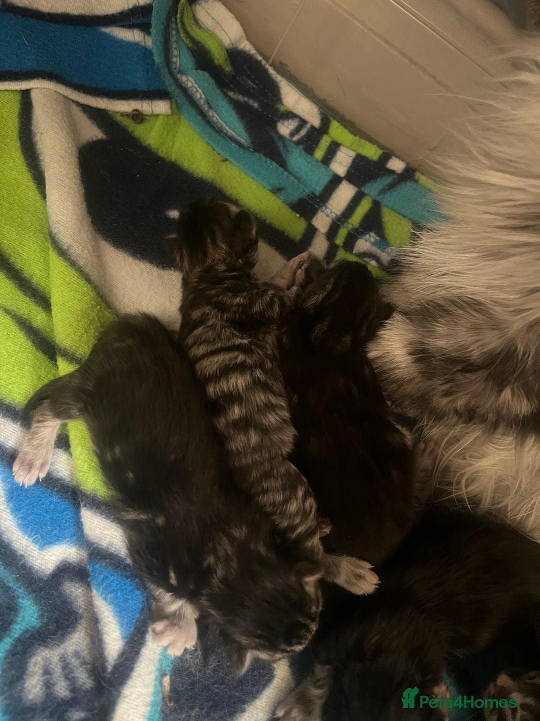 Maine Coon cats for sale: Maine coon cross  - Image 4