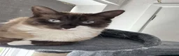 Ragdoll cats for sale: Female Ragdoll indoor! - Advert 2