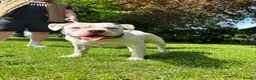 American Bulldog dogs for stud: Very handsome American bulldog for stud  - Advert 6