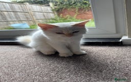 Ragdoll cats for sale: Balinese/ragdoll mix kittens  - Image 2