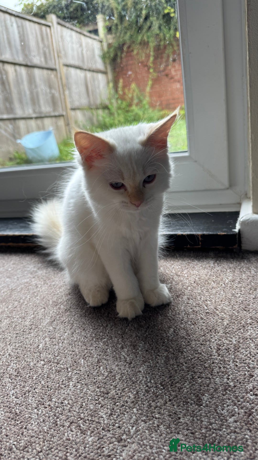 Ragdoll cats for sale: Balinese/ragdoll mix kittens  - Image 2