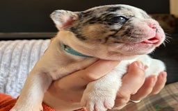 French Bulldog dogs for sale: 9 Beautiful French Bulldog Puppies for Sale - Image 10