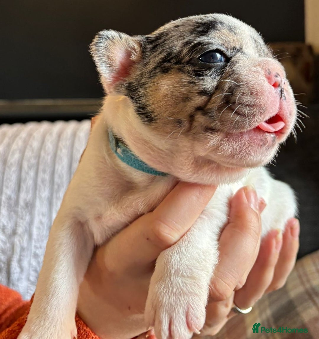 French Bulldog dogs for sale: 9 Beautiful French Bulldog Puppies for Sale - Image 10