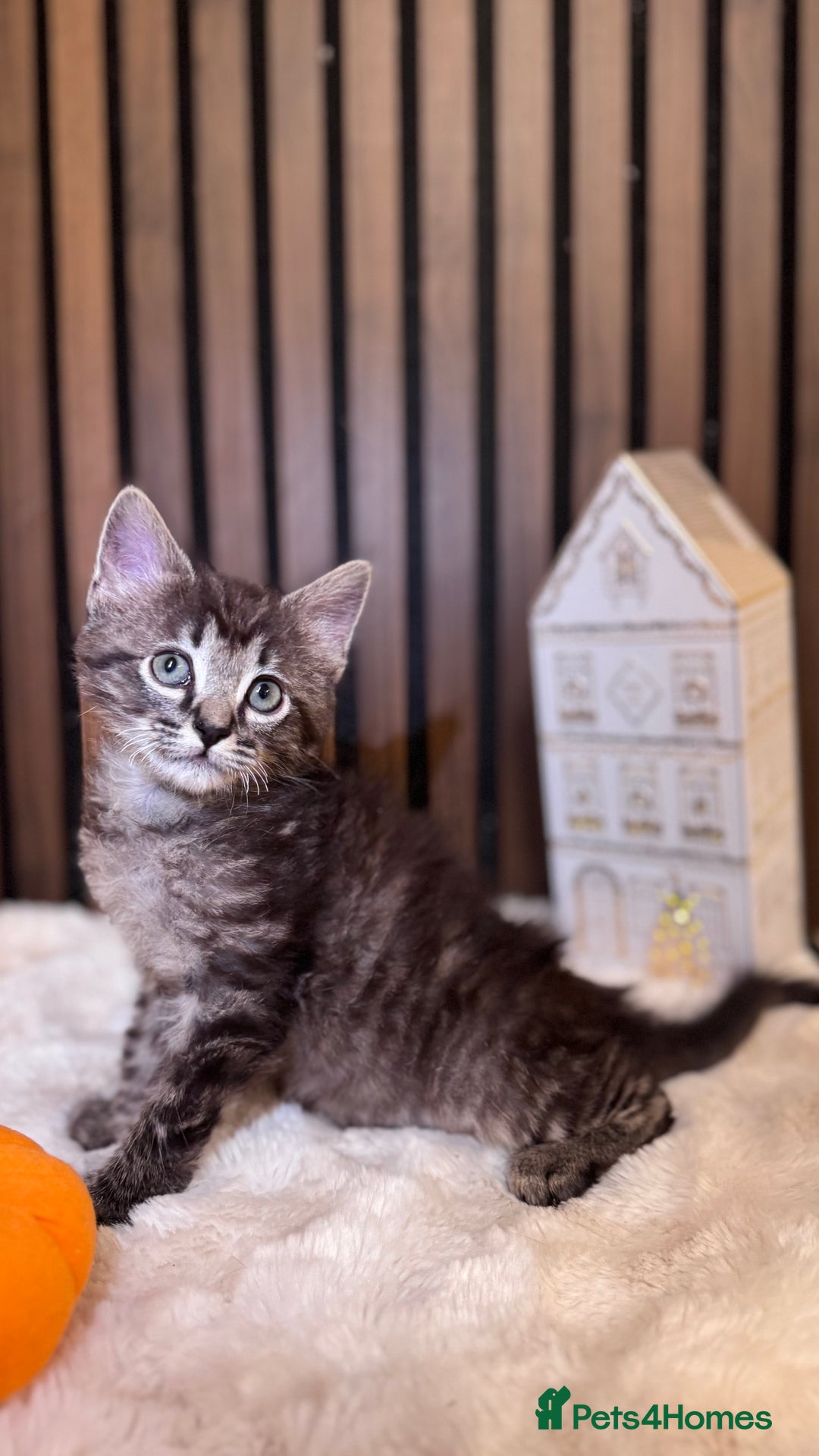 Ragdoll cats for sale: 🌙 Grey Ghost Kittens🎃 – Ragdoll × Tabby 🐾 - Image 17