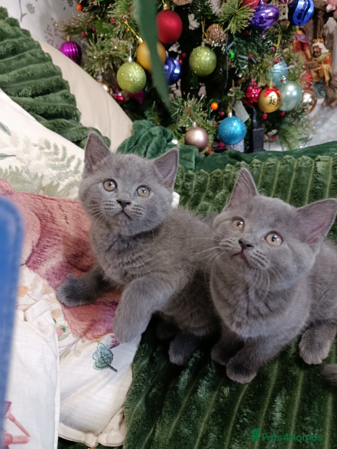 British Shorthair cats for sale: Beautiful kittens  - Advert 8
