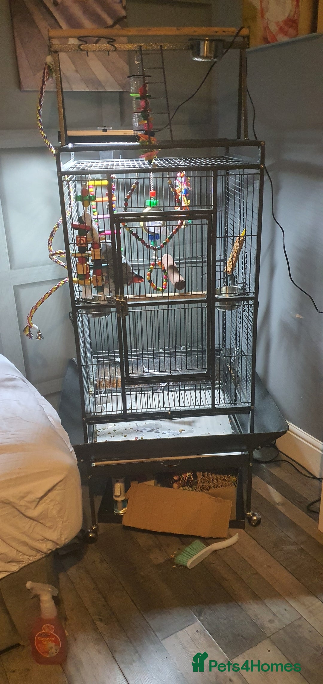 Parrots birds for sale: African grey  - Image 5