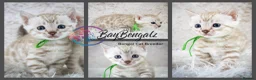 Bengal cats for sale: Stunning Silver Snow ❄️ Bengal Kittens  - Advert 12