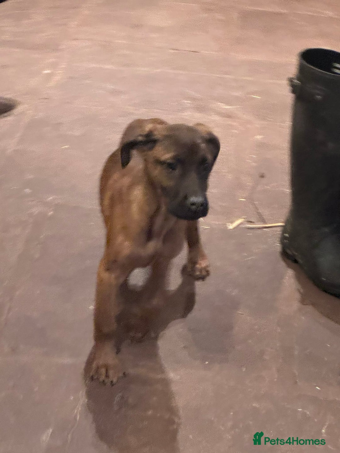 Mixed Breed dogs for sale: Beautiful Dobermann  ** tiff Pups - Advert 6