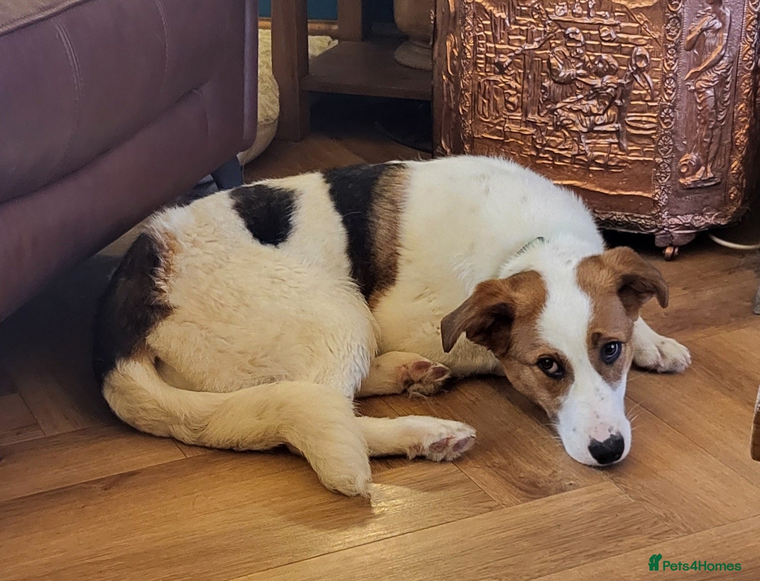 Mixed Breed dogs MELODY - Advert 1