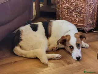 Mixed Breed dogs MELODY - Advert 1