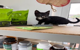 Domestic Shorthair cats for sale: Adorable Kittens Looking for Their Forever Home - Image 4