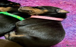 Dobermann dogs for sale: European Doberman puppies - Image 2
