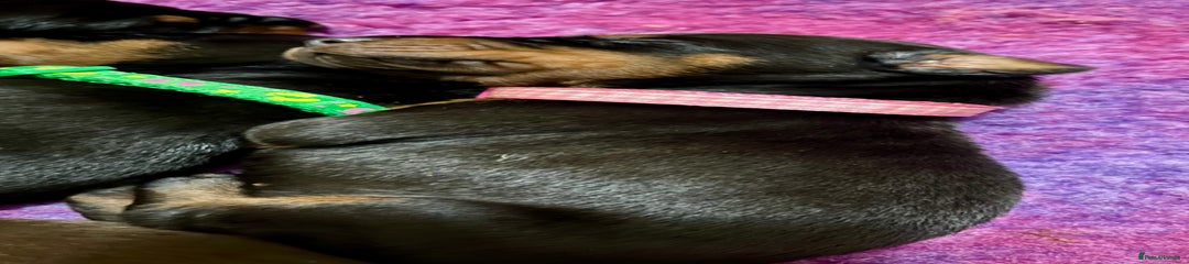 Pink collar female