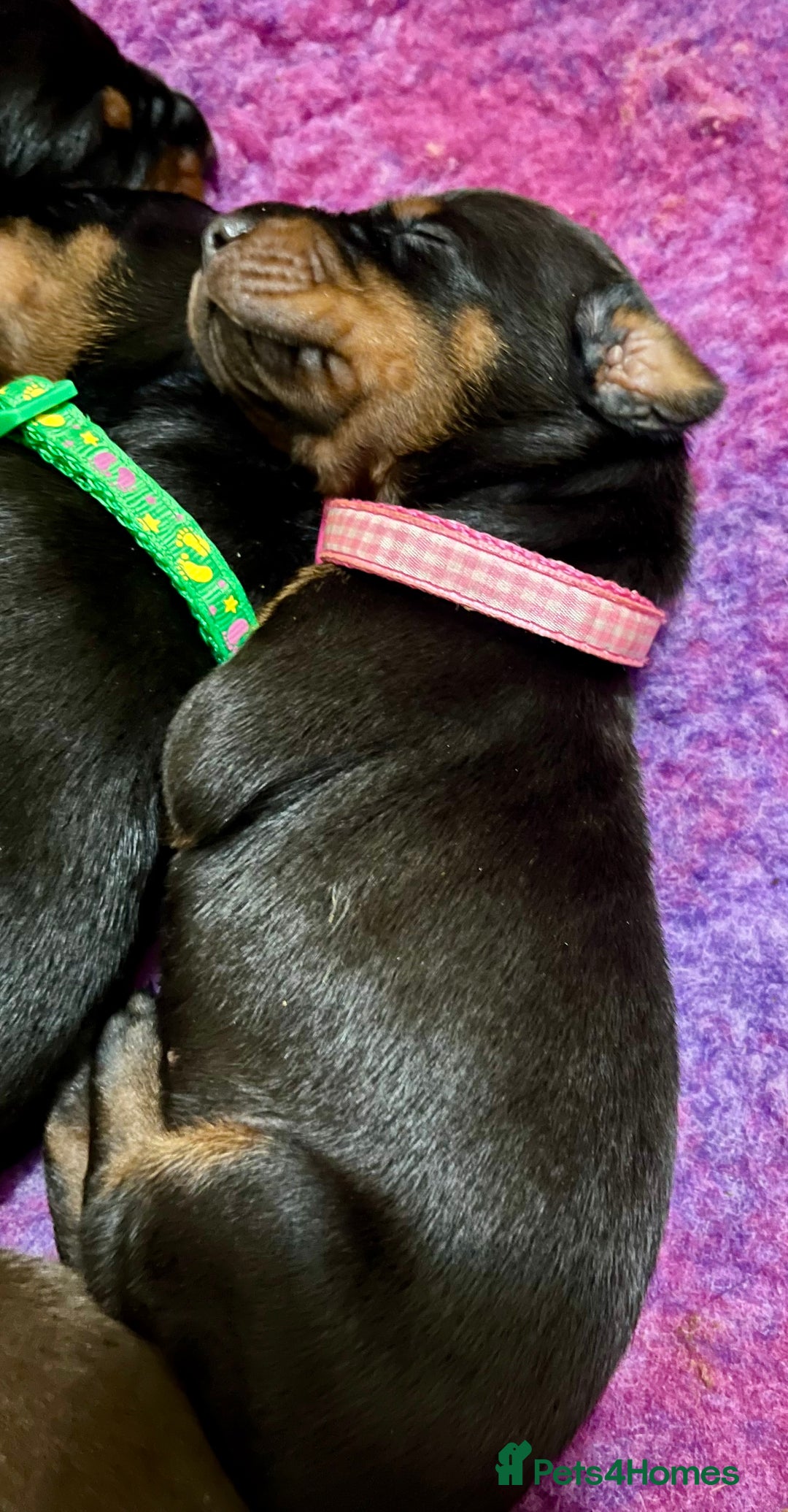 Dobermann dogs for sale: European Doberman puppies - Image 2