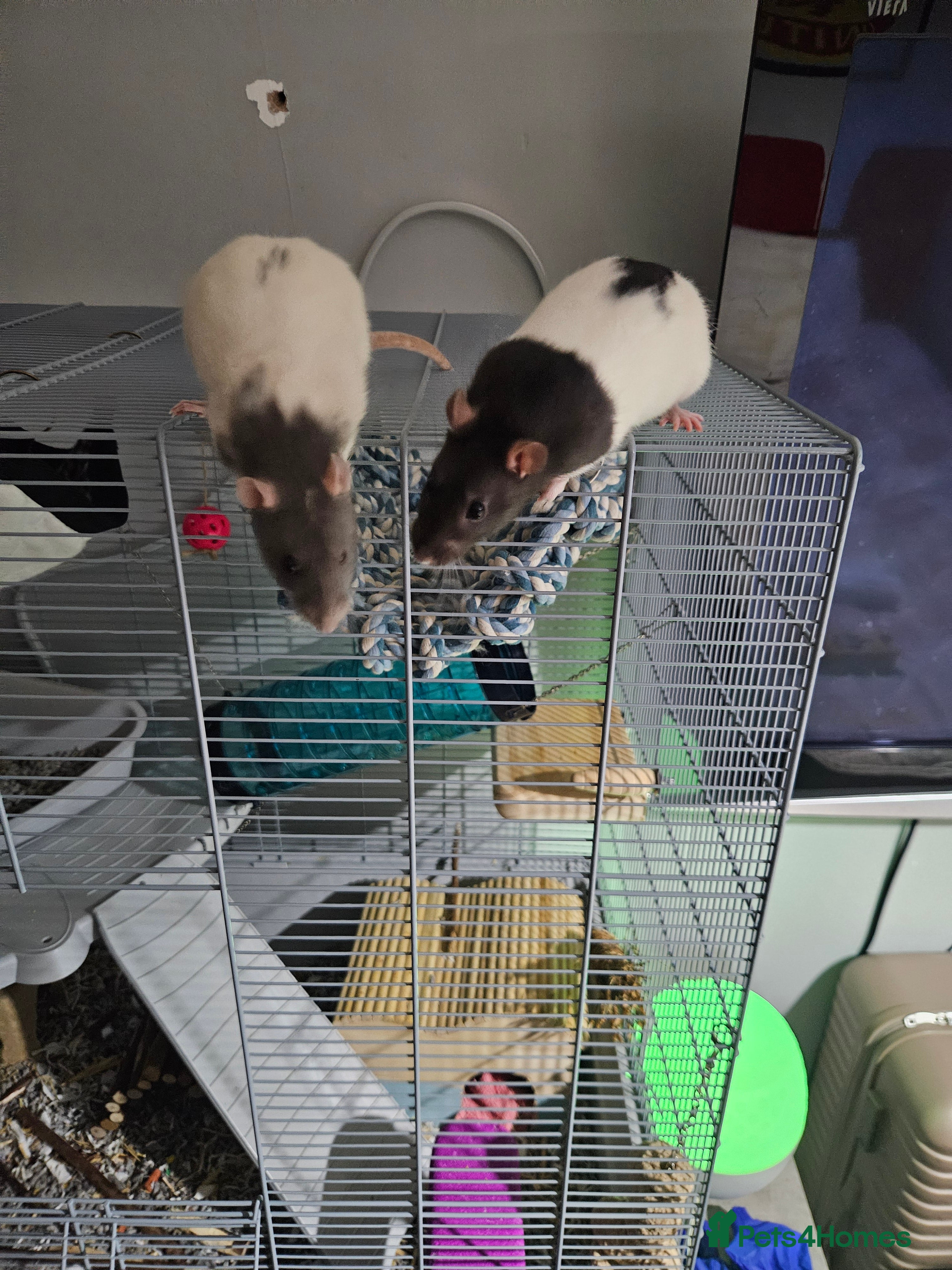 Rat rodents 2 Female Rats for Sale with full cage set up.  - Advert 8