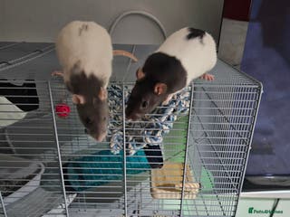 Rat rodents 2 Female Rats for Sale with full cage set up. - Advert 6