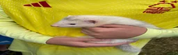 Ferret rodents for sale: Ferrets for sale mixed  in Ilkeston - Advert 2