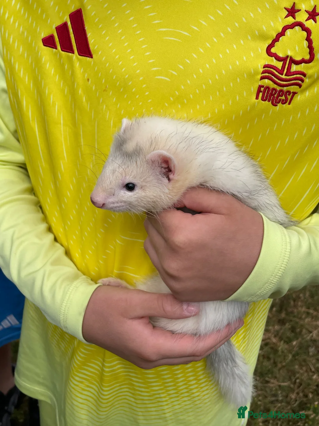 Ferret rodents for sale: Ferrets for sale mixed  in Ilkeston - Advert 2