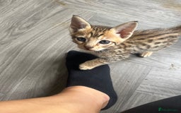 Savannah cats for sale: Beautiful full breed savanna - Image 2