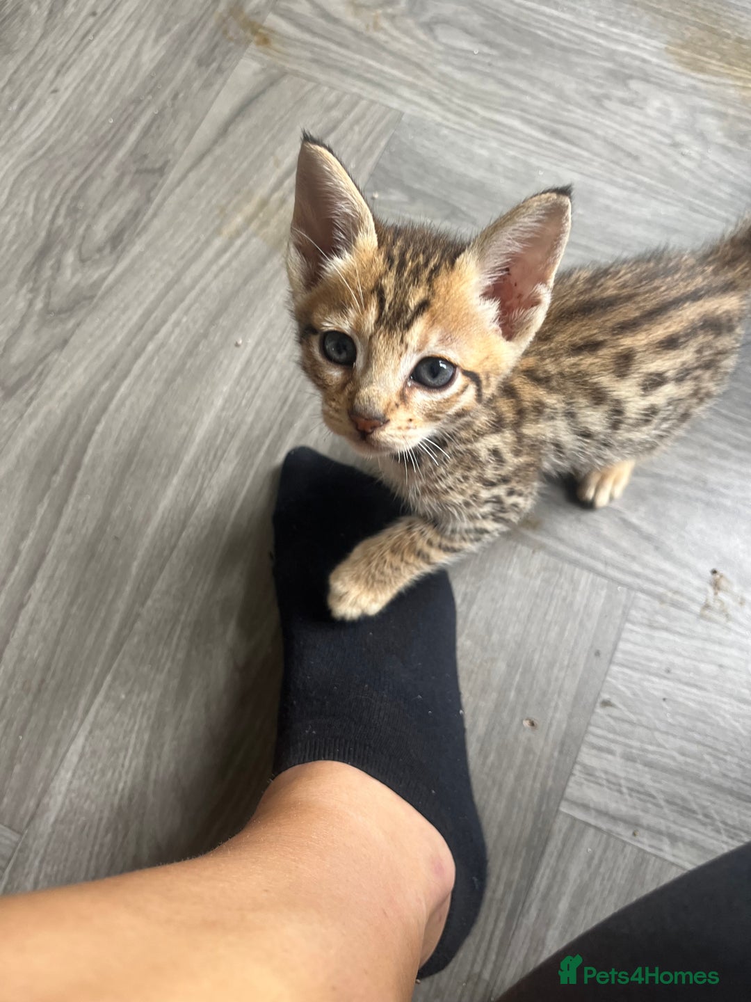 Savannah cats for sale: Beautiful full breed savanna - Image 2