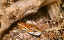 Corn Snake reptiles for sale: Male corn snake - Image 2