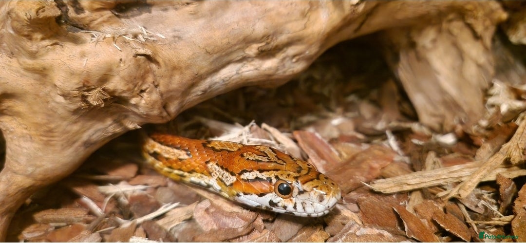 Corn Snake reptiles for sale: Male corn snake - Image 2