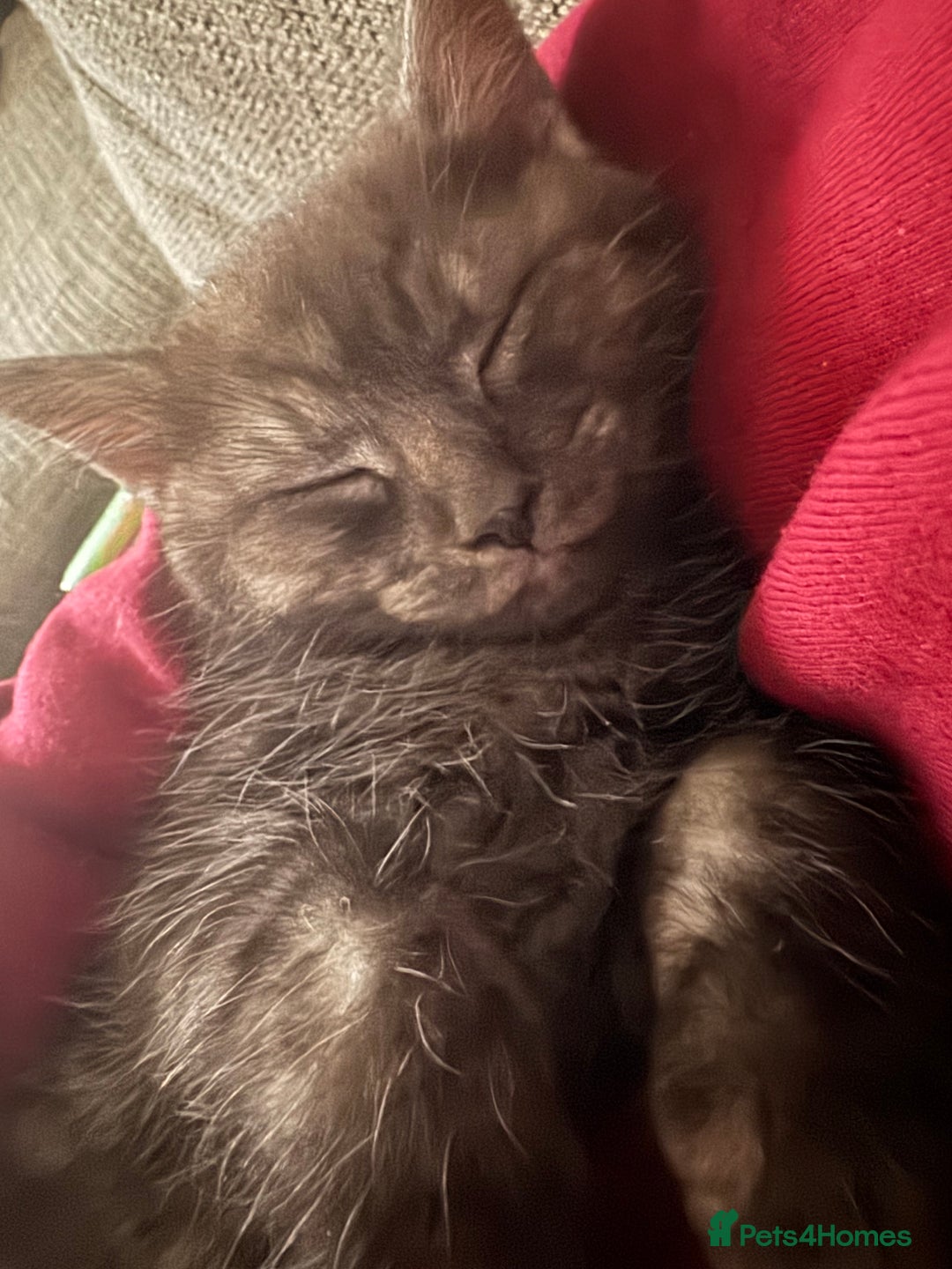 Mixed Breed cats for sale: 12 week old male mixed breed kitten for sale - Image 6