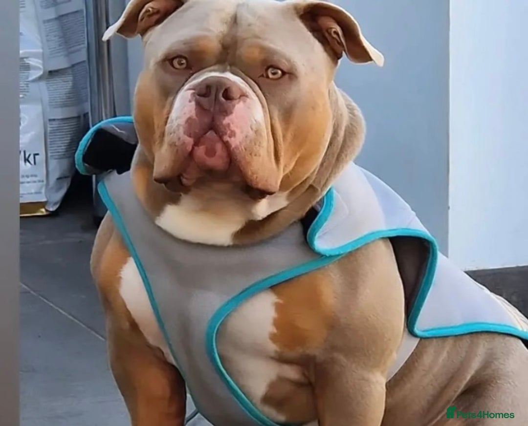 American Bully dogs for sale: Pocket bully’s  - Image 6