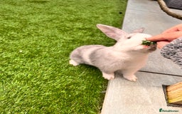 Mixed Breed rabbits for sale: Well-cared-for bunnies now available 🐇 - Image 5