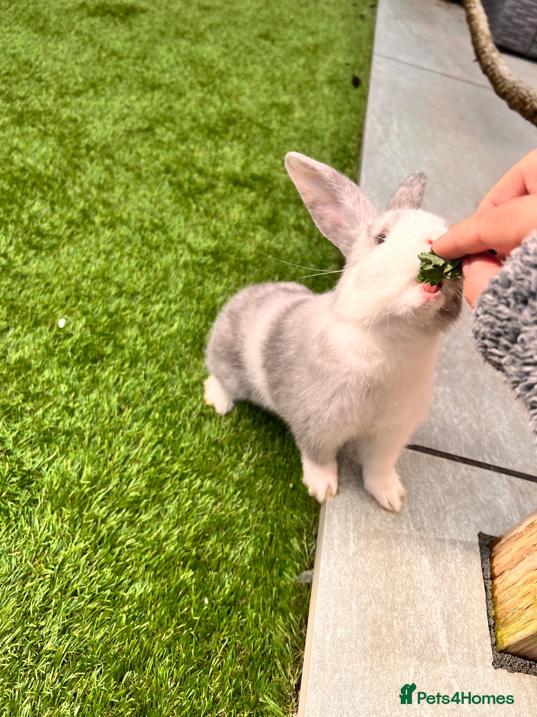 Mixed Breed rabbits for sale: Well-cared-for bunnies now available 🐇 - Image 5