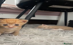 Mixed Breed cats for sale: Kittens for sale  - Image 17