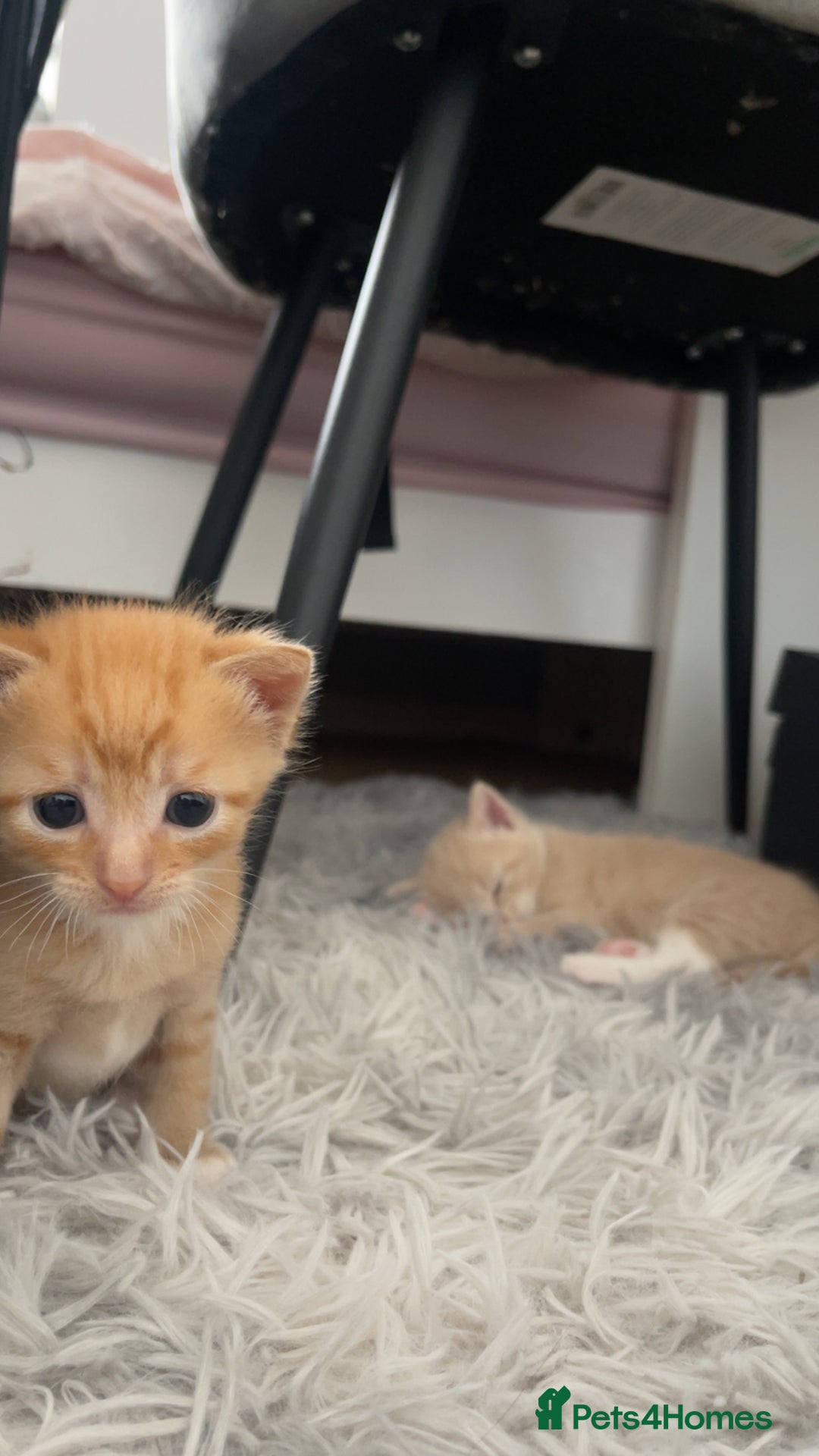 Mixed Breed cats for sale: Kittens for sale  - Image 17