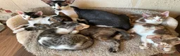Mixed Breed cats for sale: Crossed Peterbald  - Advert 1