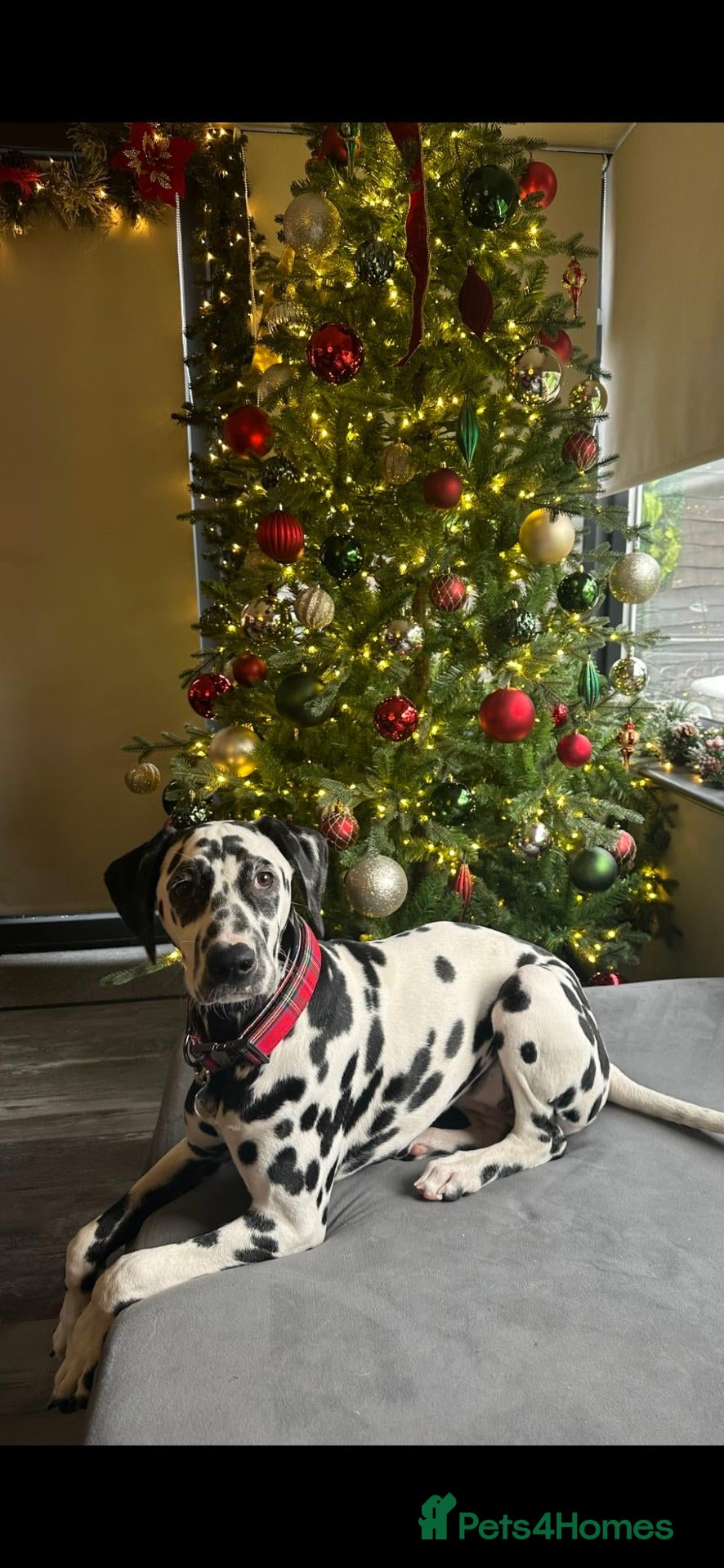 Dalmatian dogs Kc registered stunning dalmatian puppies  - Advert 2