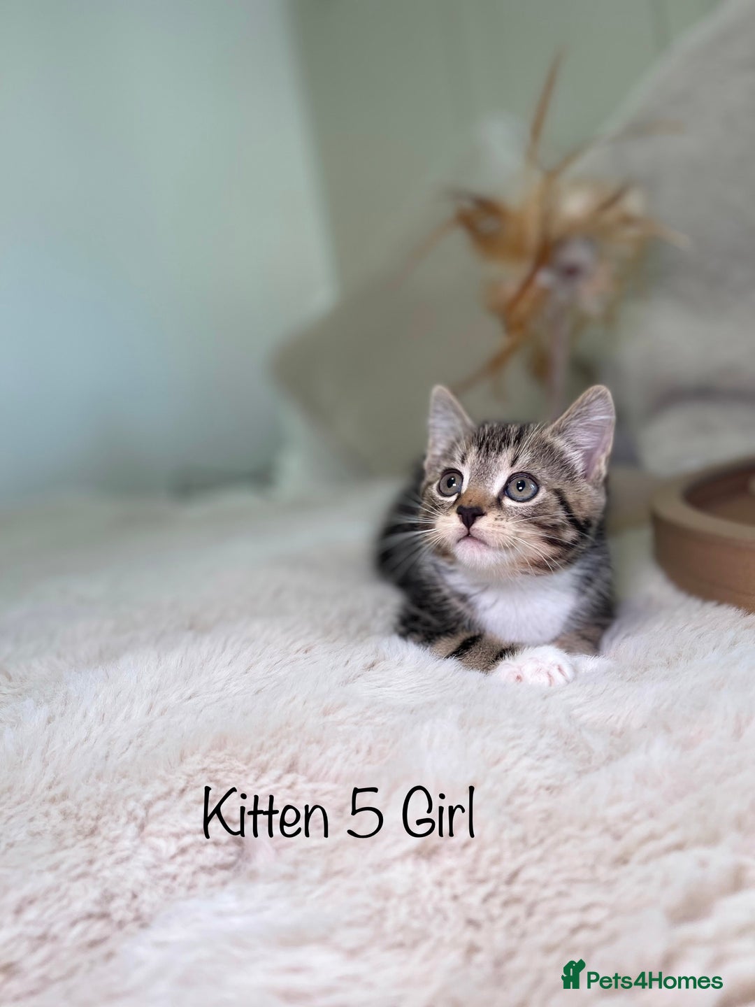 Mixed Breed cats for sale: Beautiful kittens 8 weeks old ready now  - Advert 21